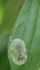 Liriomyza philadelphivora