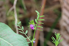 Vicia sativa