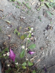 Alternanthera bettzickiana