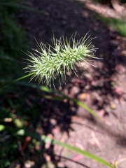 Echinopogon caespitosus