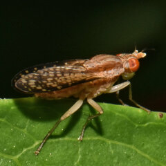 Trypetoptera canadensis