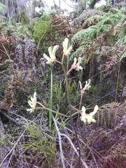 Anigozanthos flavidus
