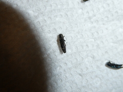 Agrilus obsoletoguttatus