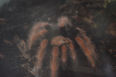 Brachypelma