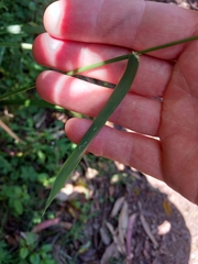 Echinopogon caespitosus