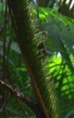 Calamus moti