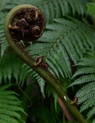 Cyathea medullaris
