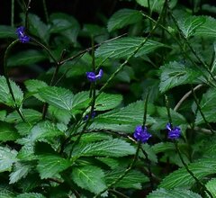 Stachytarpheta cayennensis