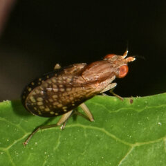 Trypetoptera canadensis