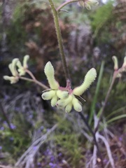 Anigozanthos flavidus
