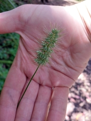 Echinopogon caespitosus