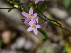 Centaurium tenuiflorum