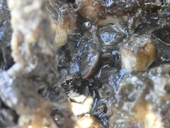 Brachidontes exustus