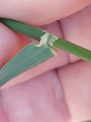 Echinopogon caespitosus