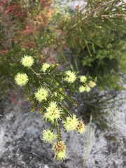 Kunzea sulphurea