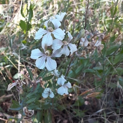 Goodenia albiflora