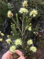 Kunzea sulphurea