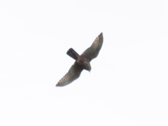 Falco novaeseelandiae