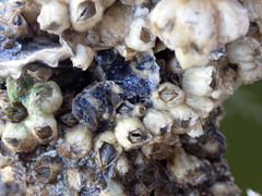 Amphibalanus eburneus