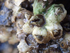 Amphibalanus improvisus