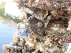 Amphibalanus eburneus