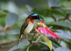 Aethopyga christinae