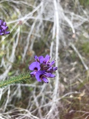 Gompholobium confertum