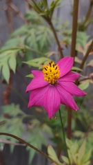 Cosmos caudatus