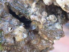 Brachidontes exustus