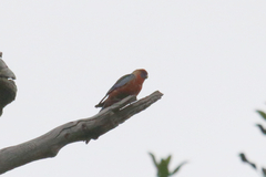 Platycercus elegans adelaidae