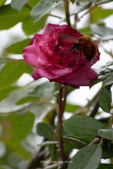 Bombus dahlbomii