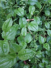 Hackelia latifolia