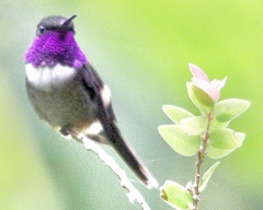 Philodice mitchellii