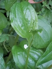 Hackelia latifolia