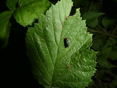 Agrilus ruficollis