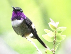 Philodice mitchellii