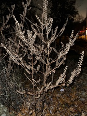 Perilla