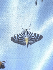 Spilomela perspicata