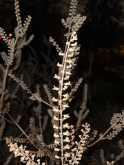 Perilla
