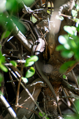 Brasiliscincus agilis
