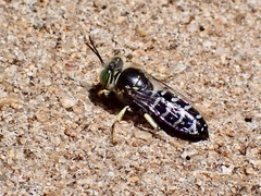 Bembix