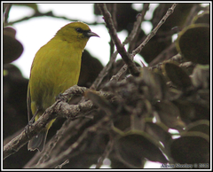 Chlorodrepanis virens