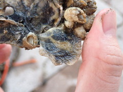 Crassostrea virginica