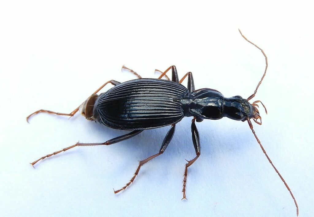 Platynus angustatus