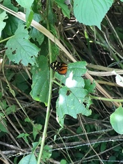 Mechanitis polymnia lycidice