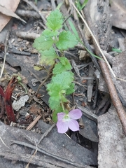 Veronica calycina