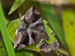 Bastilla arcuata