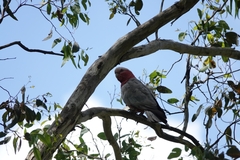 Eolophus roseicapilla albiceps