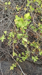 Cryptocarpus pyriformis