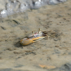 Leptuca leptodactyla